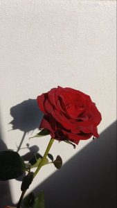 Rose Day Dp