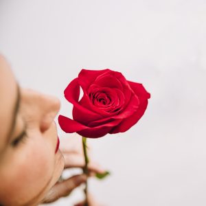 Rose Day Dp